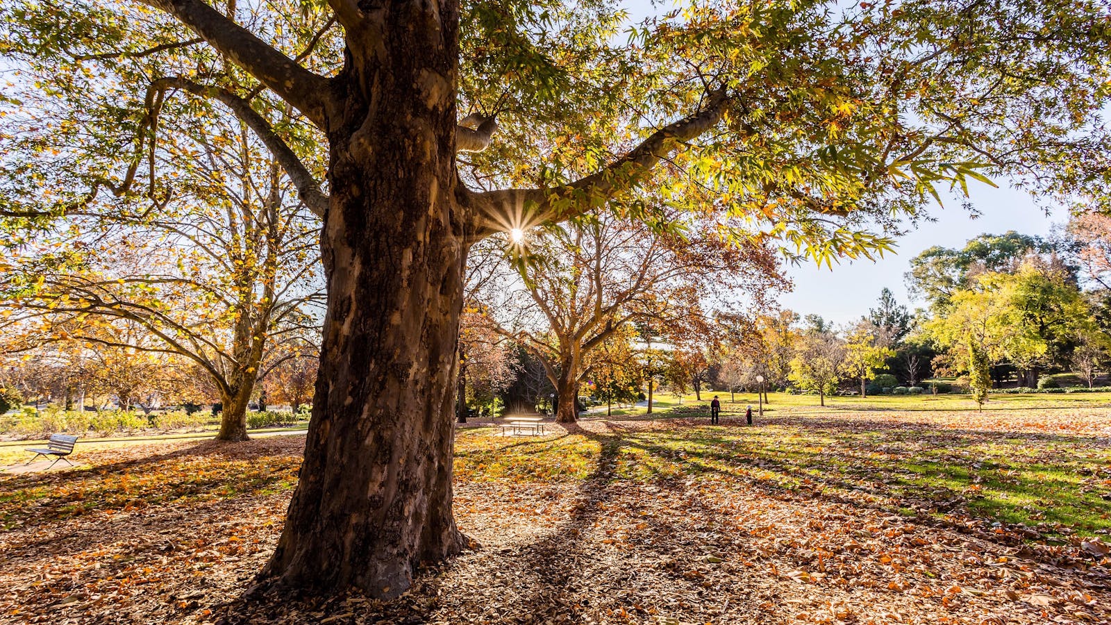 Wagga Wagga Botanic Gardens