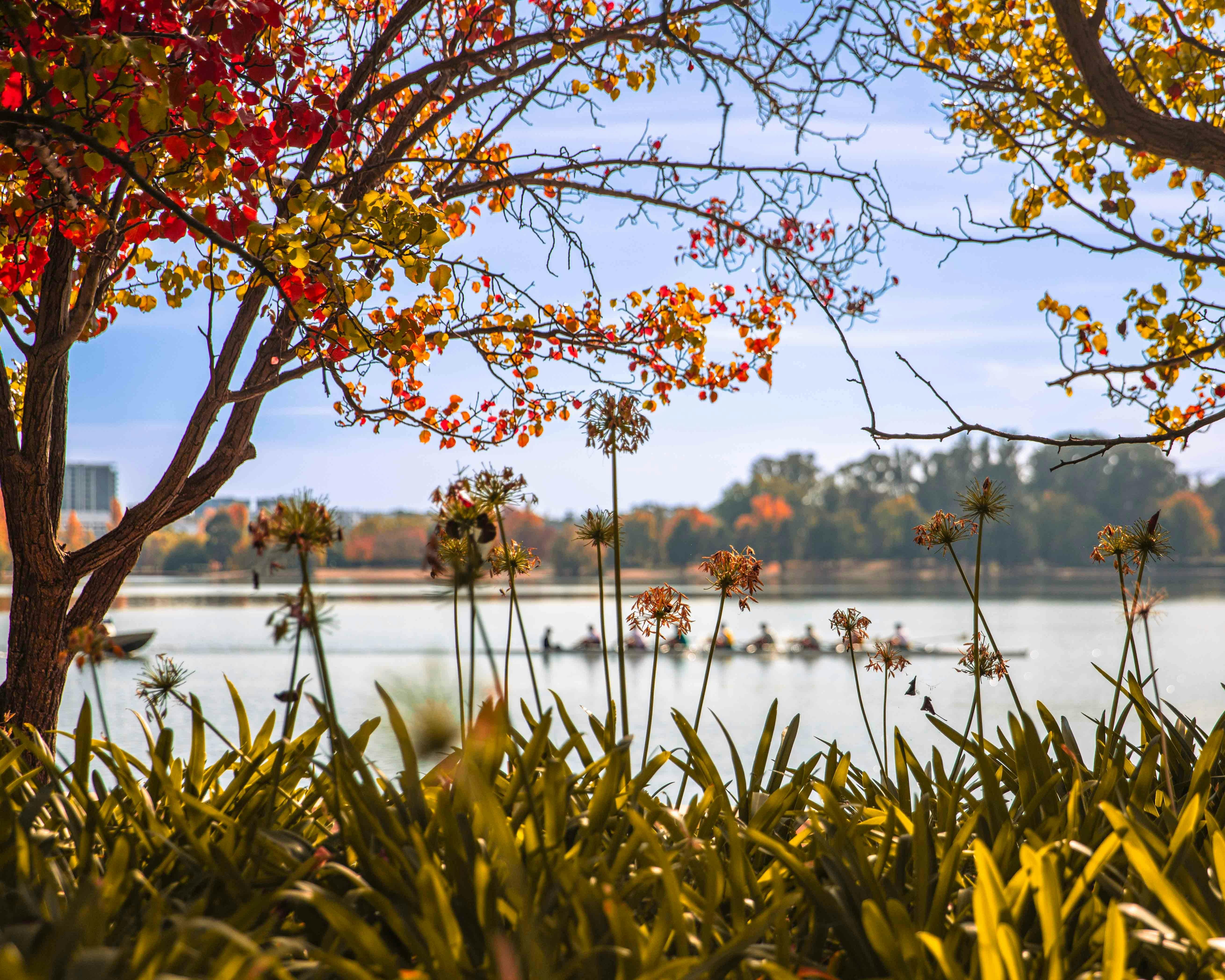 Lake burley griffin has lots of activity including this rowing boat gliding past the NGA in Canberra