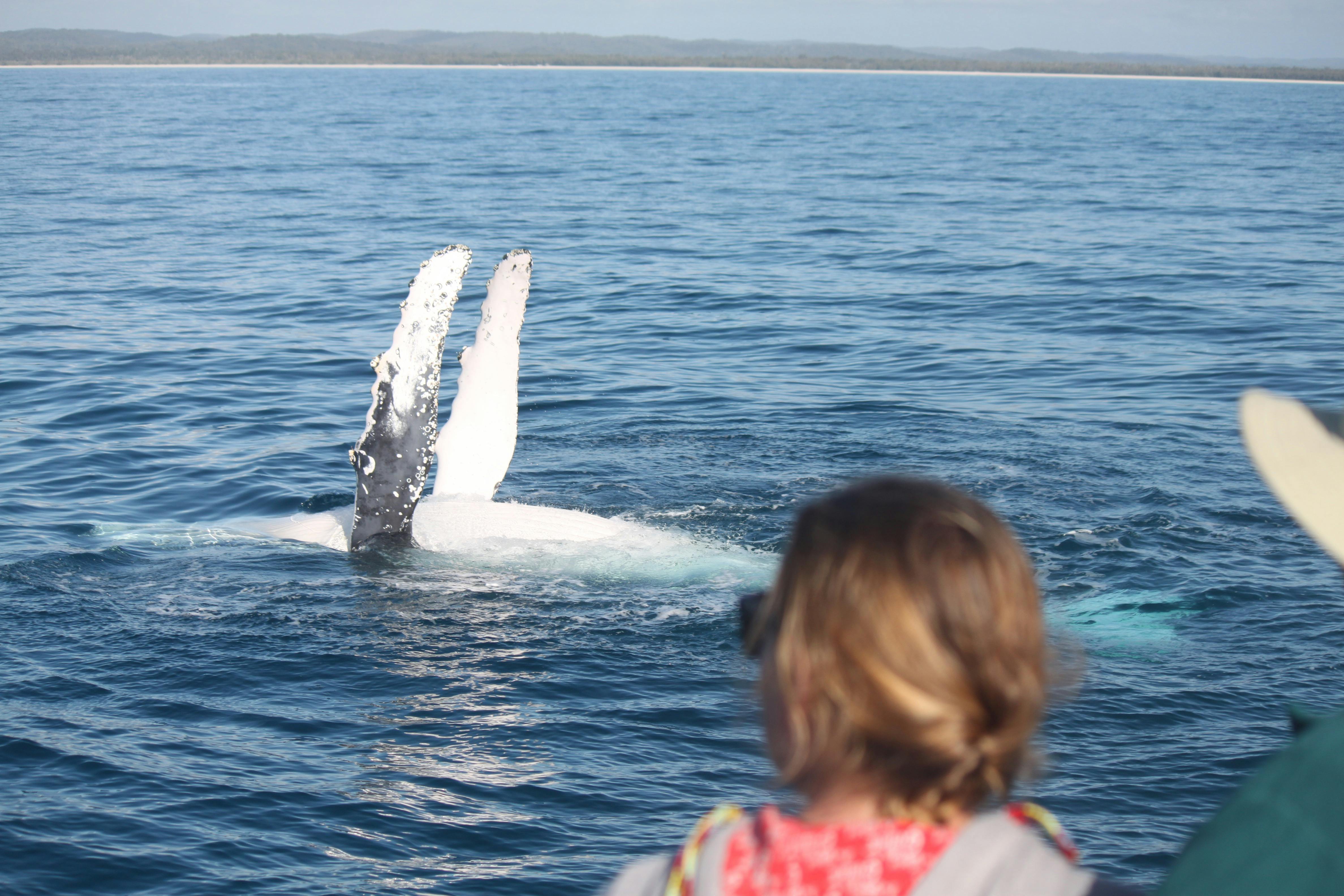 The Whales are as curious about us humans as we are curious about them