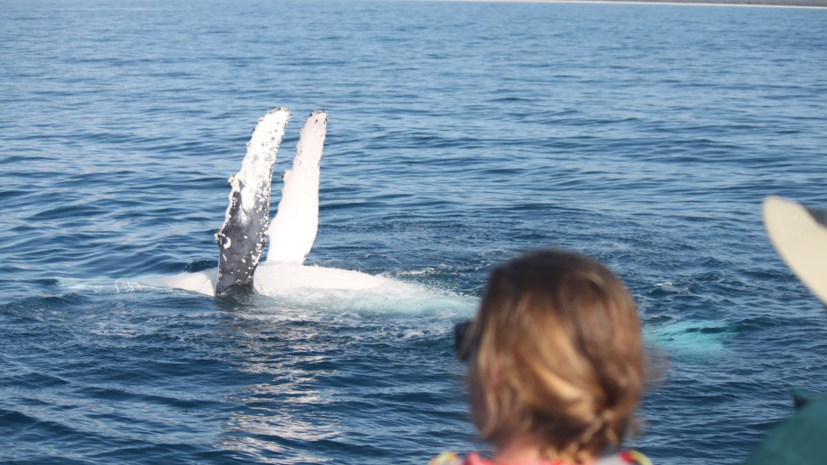 The Whales are as curious about us humans as we are curious about them