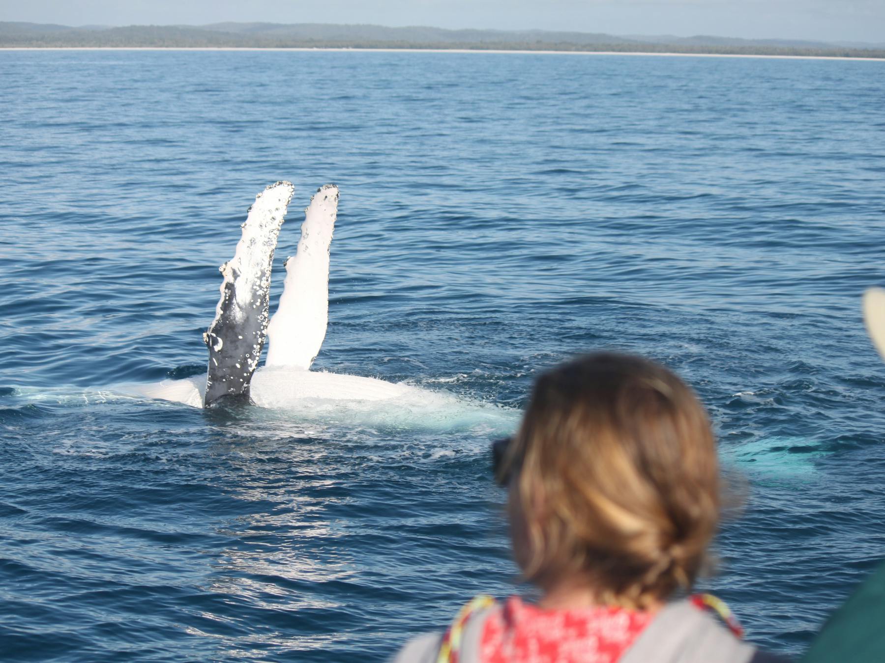 The Whales are as curious about us humans as we are curious about them