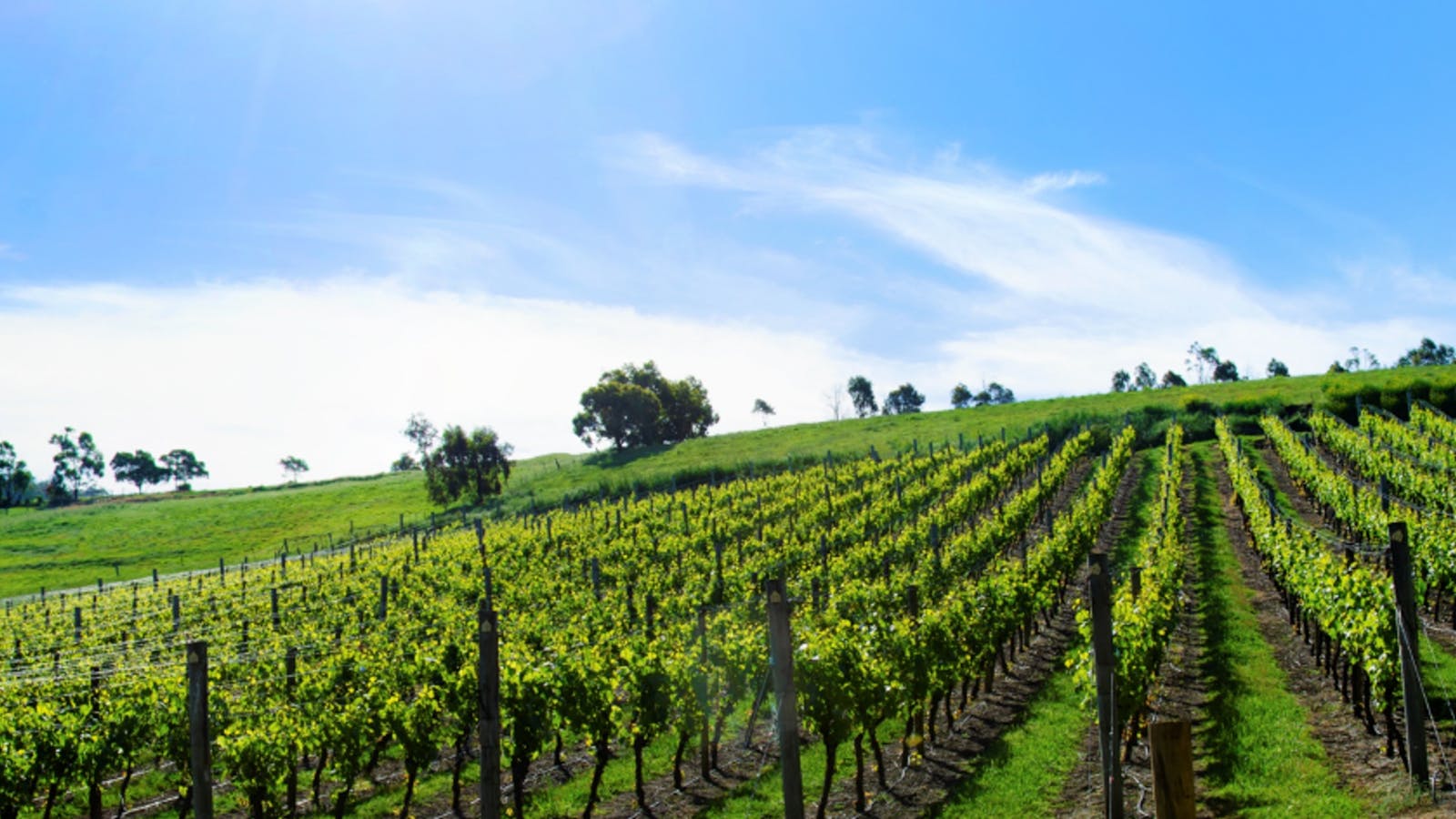 The Vineyard