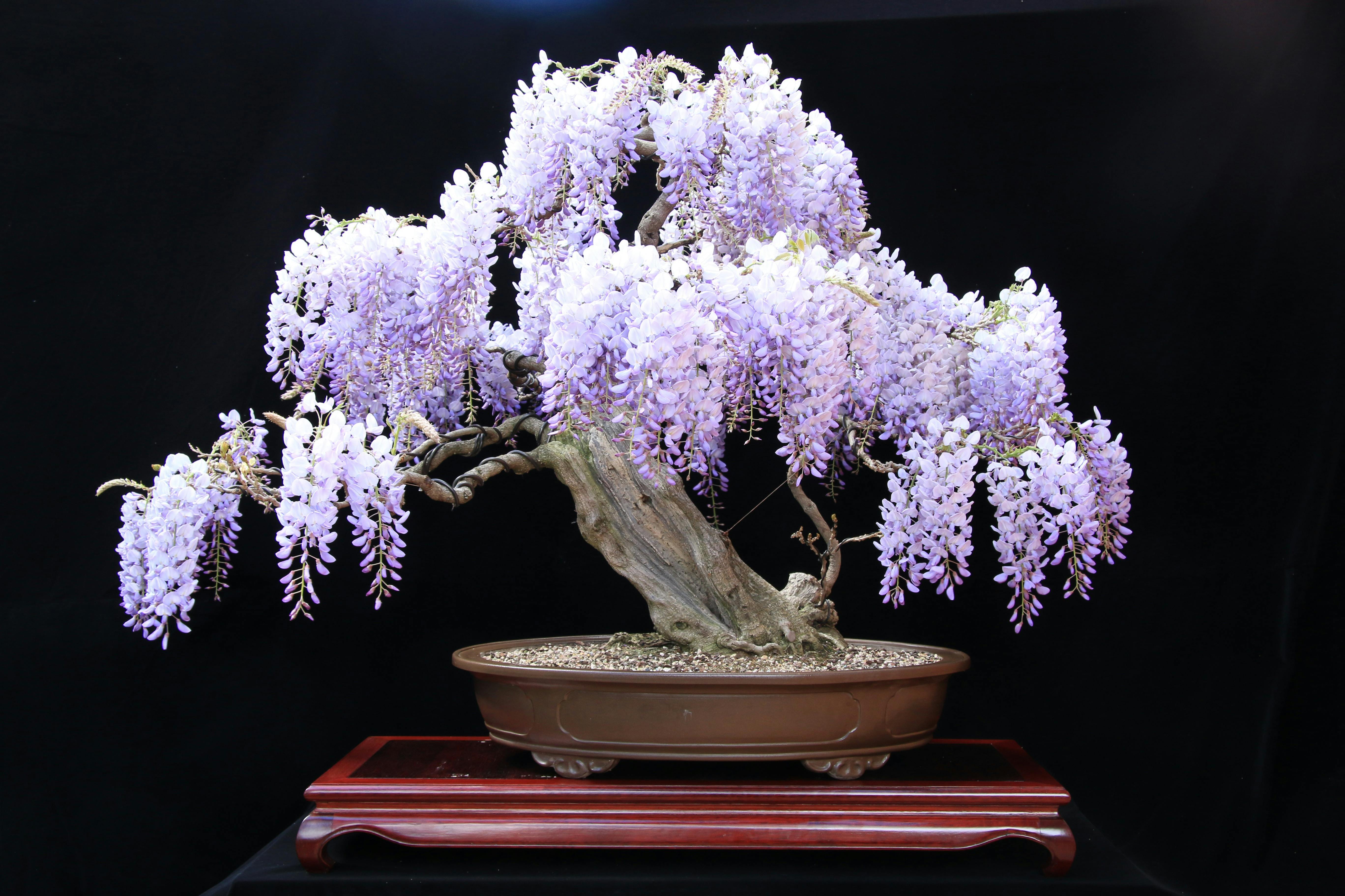 Bonsai Exhibition and Sale