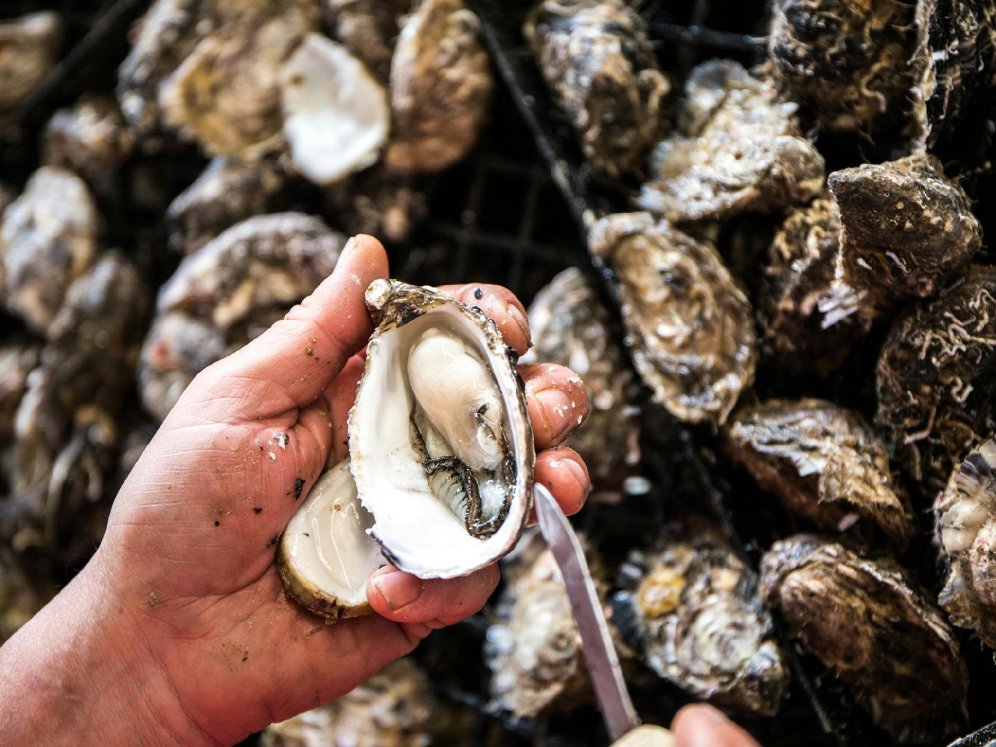 a hand is shucking oysters