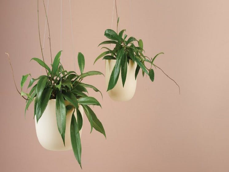 Hanging Plant - Homewares