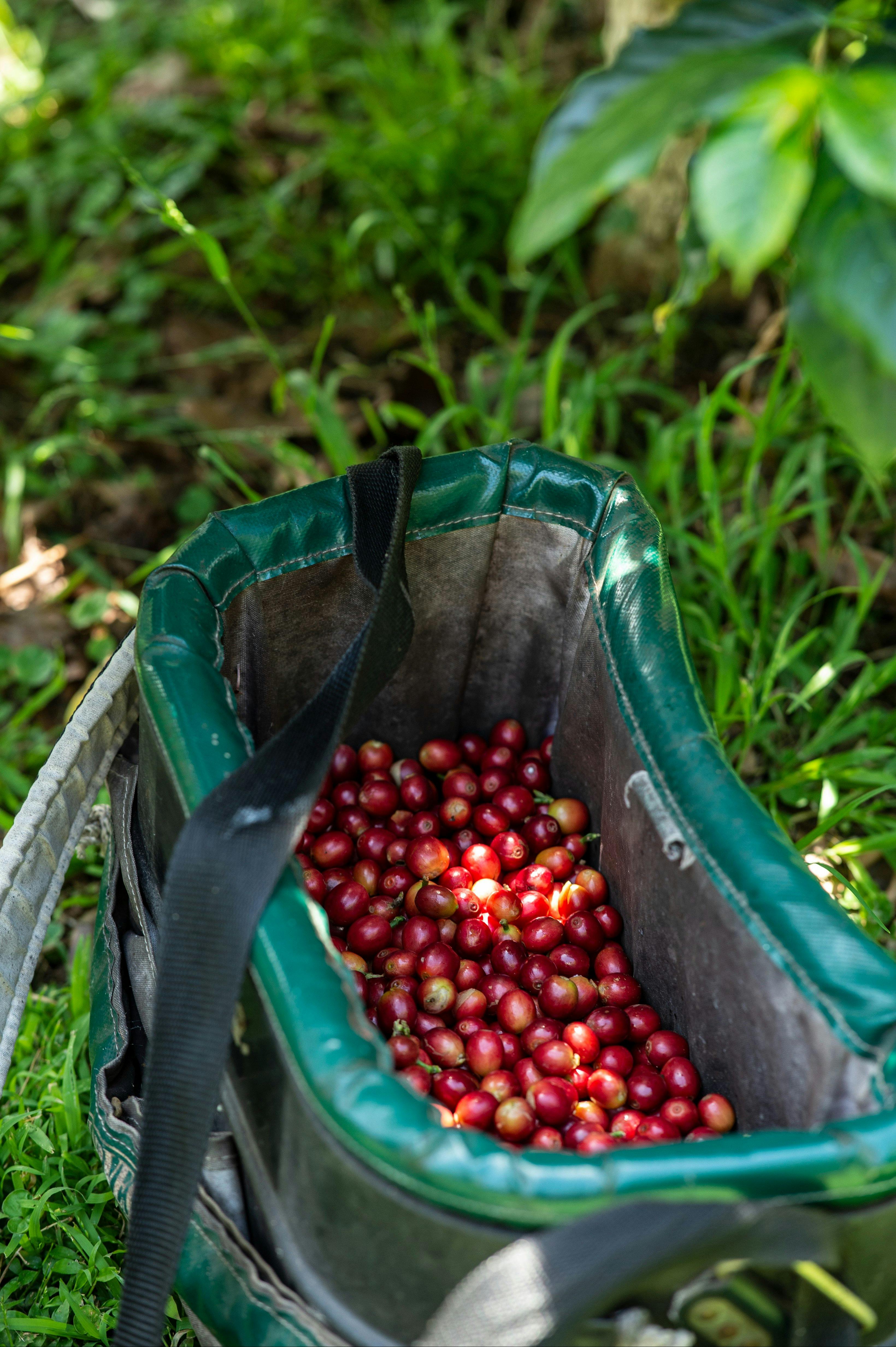 hand picked Gerringong coffee
