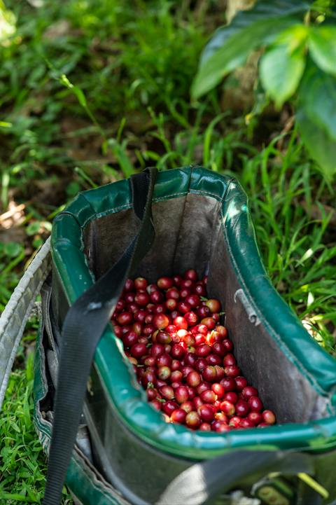 hand picked Gerringong coffee