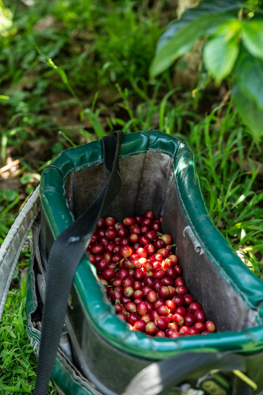 hand picked Gerringong coffee