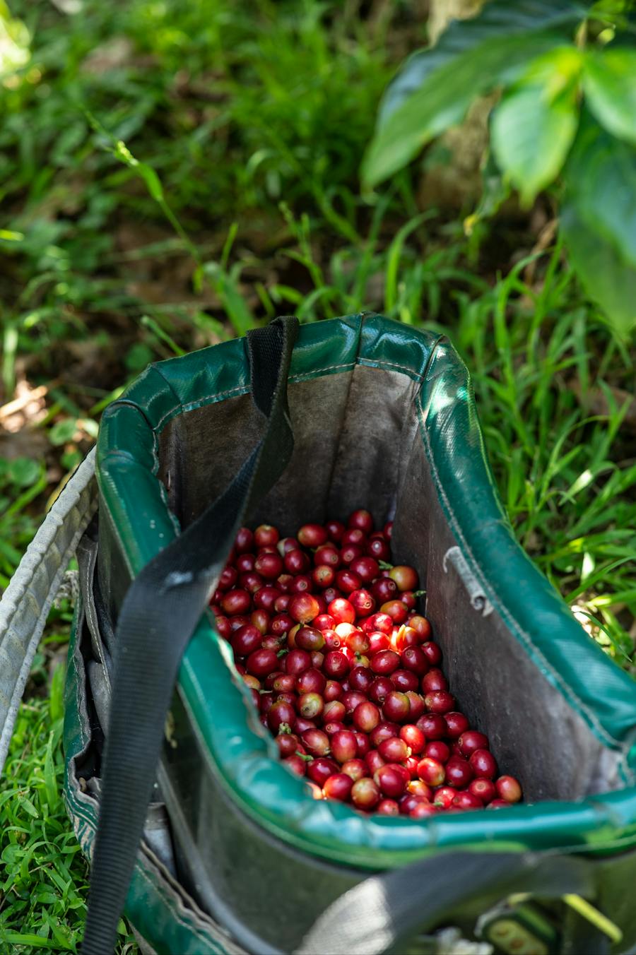 hand picked Gerringong coffee