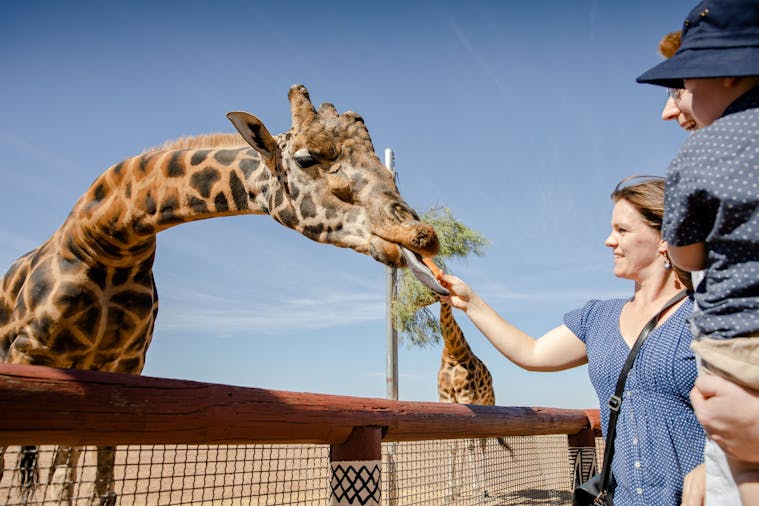 Giraffe Safari - Monarto South, Tour Service | South Australia Giraffe Safari - Monarto South, Tour Service | South Australia
