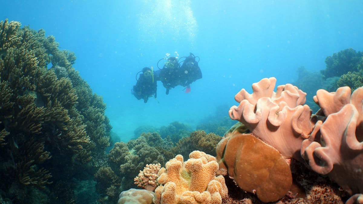 scuba diving at Michaelmas Cay