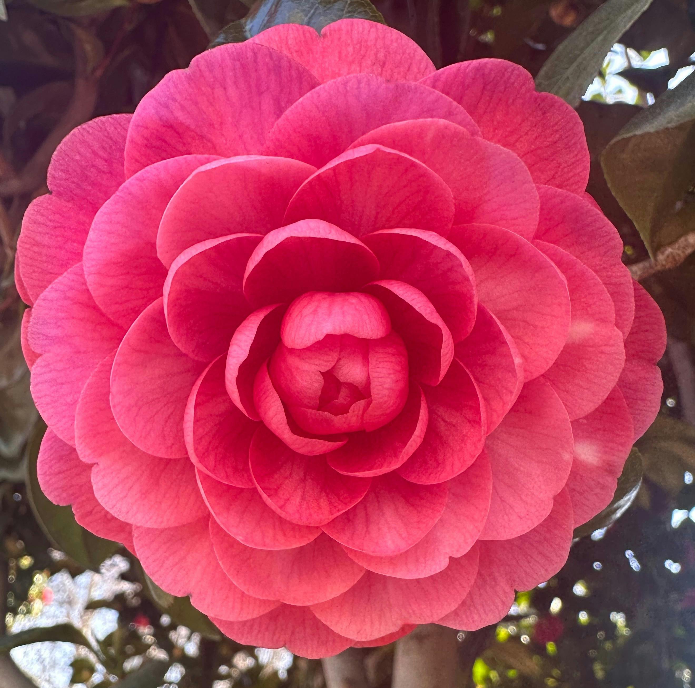 Highlands Garden Society Camellia and Spring Flower Show