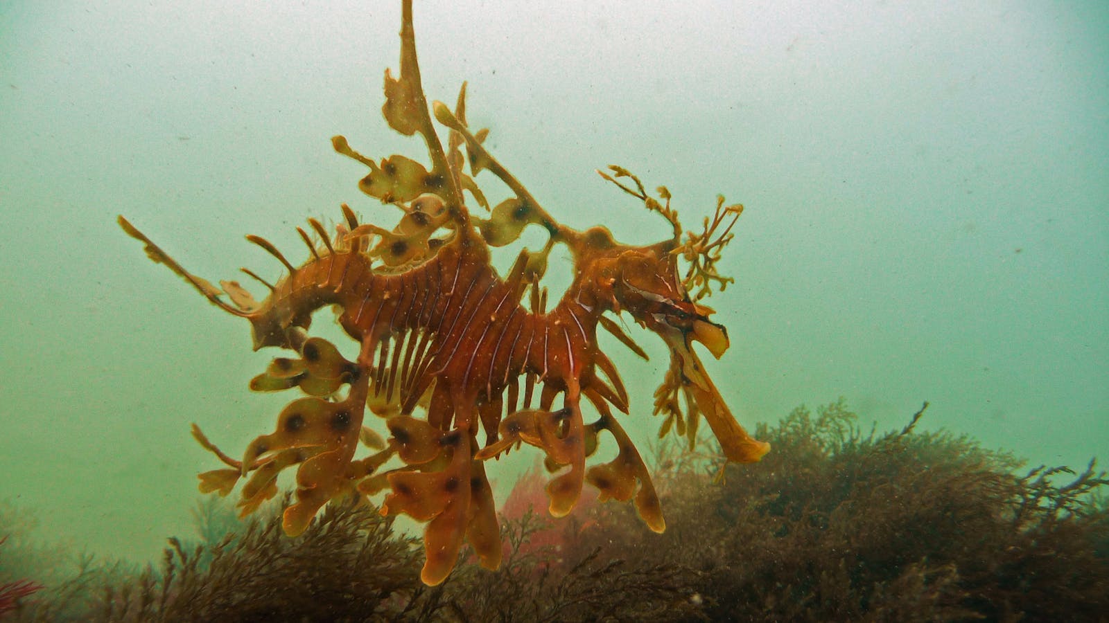 Diving Adelaide