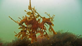 Leafy Sea Dragon - Diving Adelaide