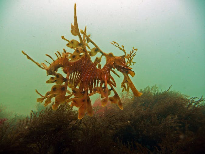 Diving Adelaide Adelaide, Tour SA Tourism