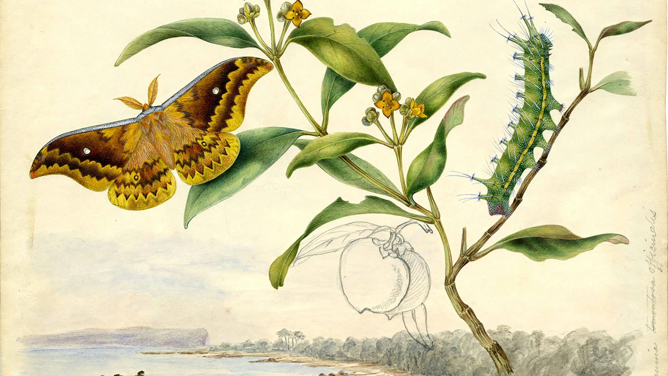 Scott sisters illustration