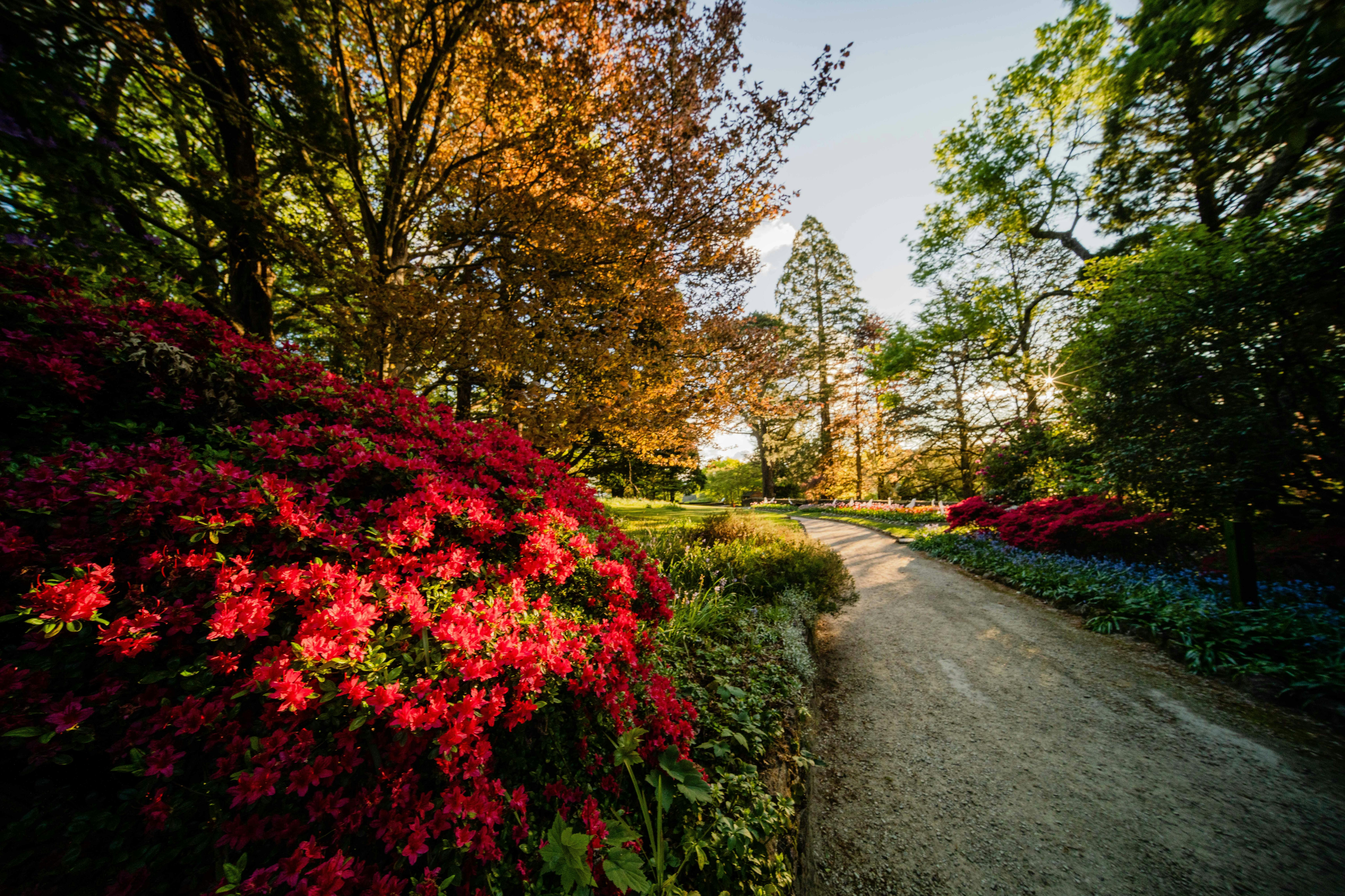Azaleas in bloom on entry