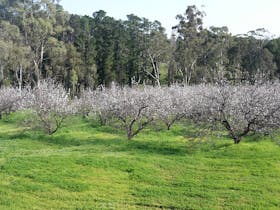 Apricot trees in flower
