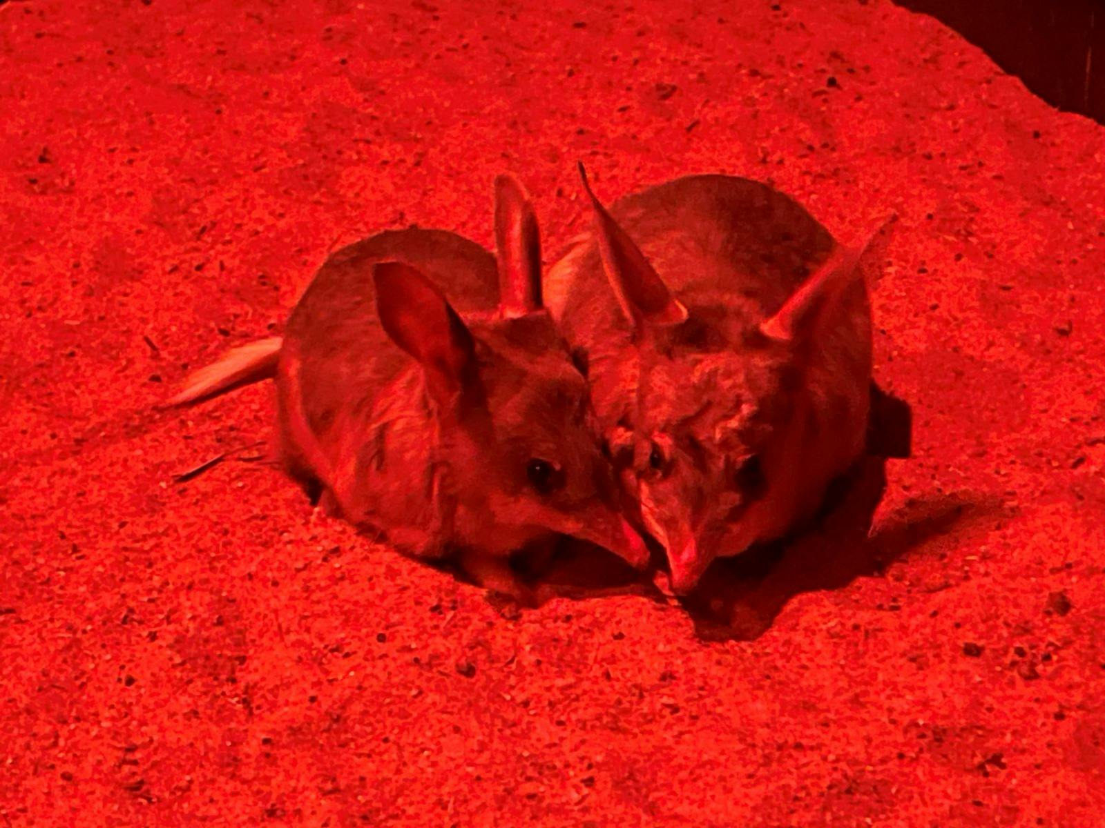 Bilbies under red light at Charleville