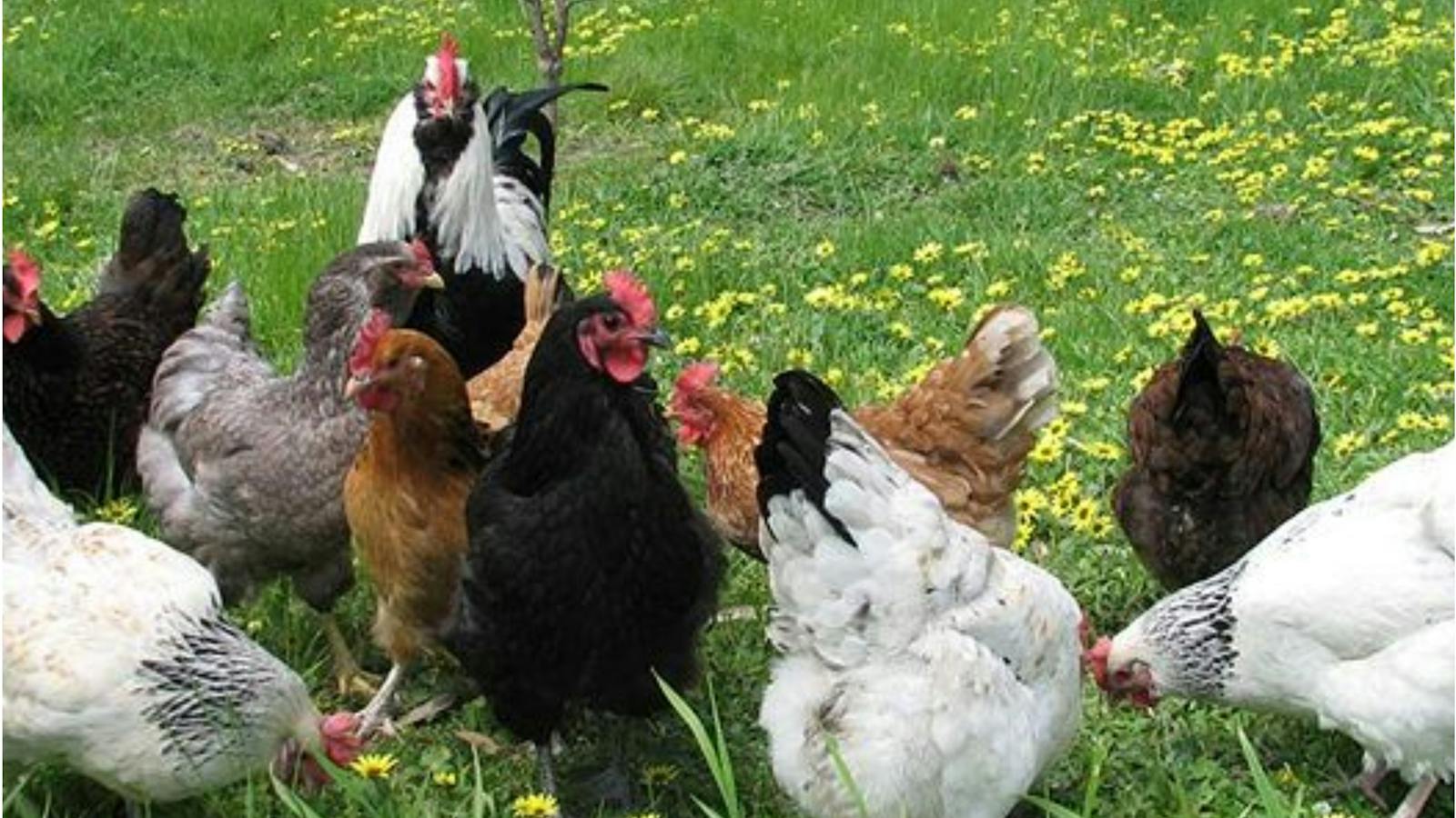 Freerange chooks feature across the Peninsula