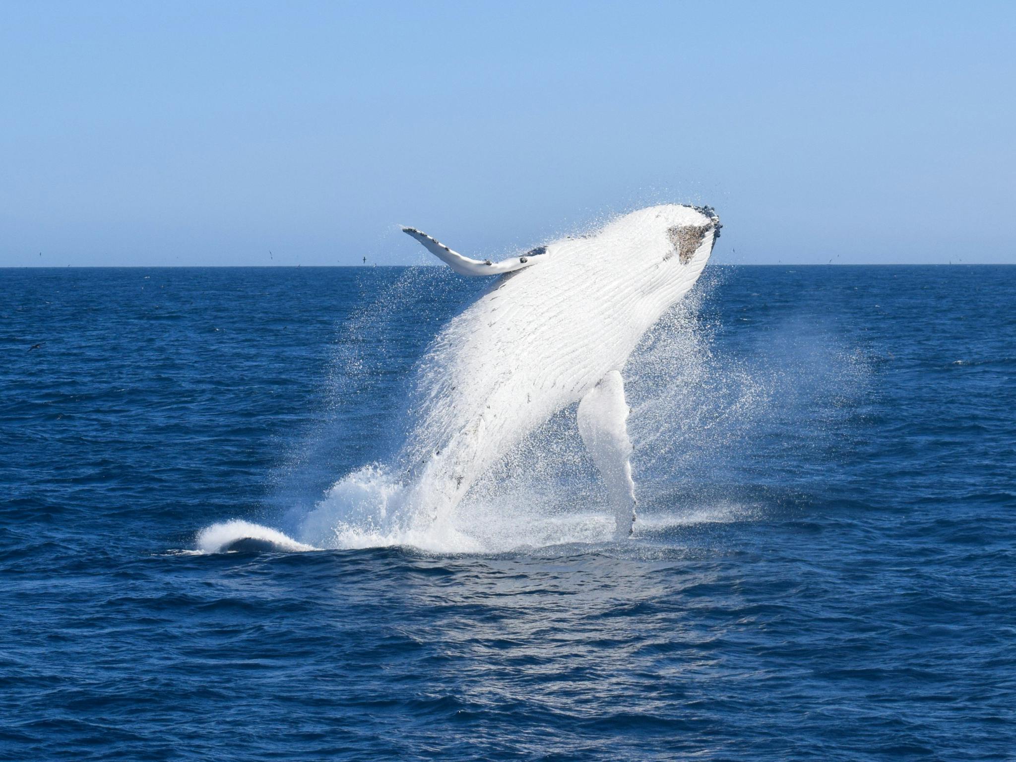 Whale Watching Wilsons Promontory
