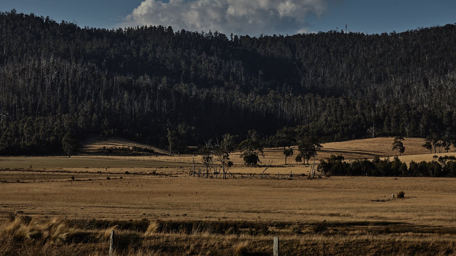 fields behind st martin's