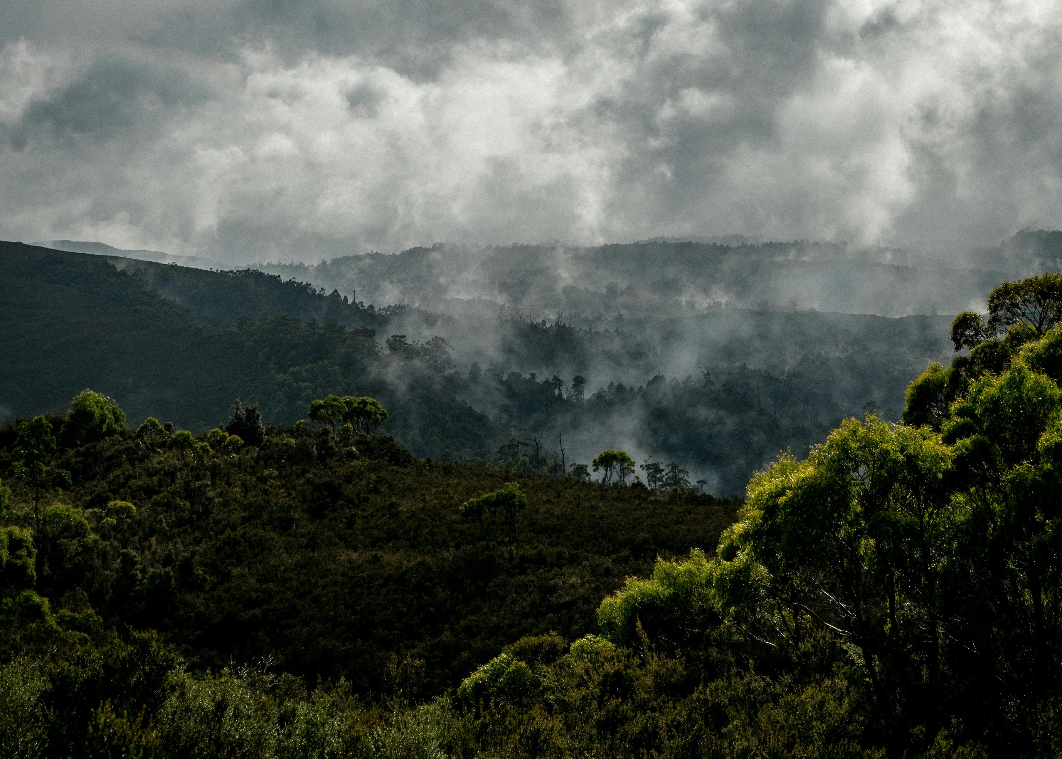 Arthur river dense bushland