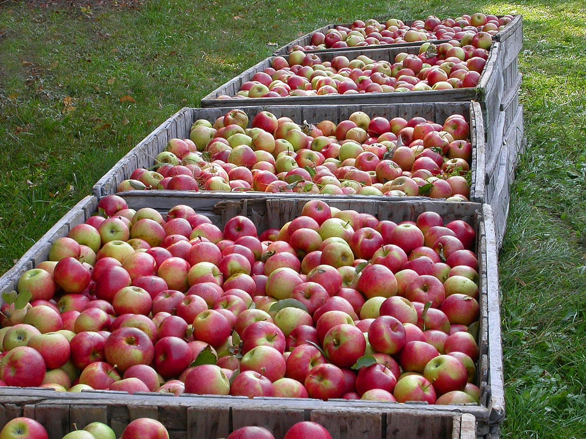 Batlow Apple Blossom Festival NSW Holidays & Things to Do, Attractions and Events