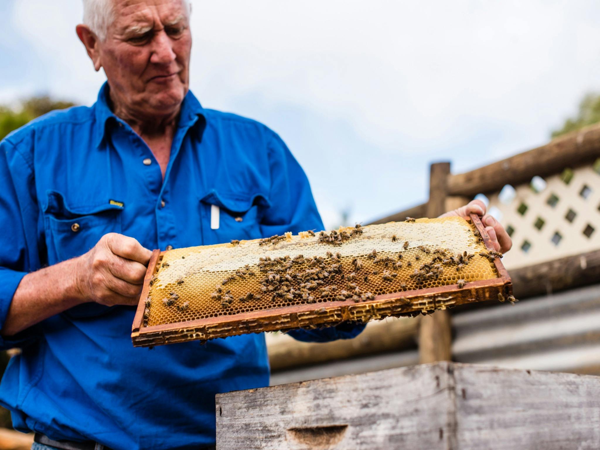 a honeycomb is shown