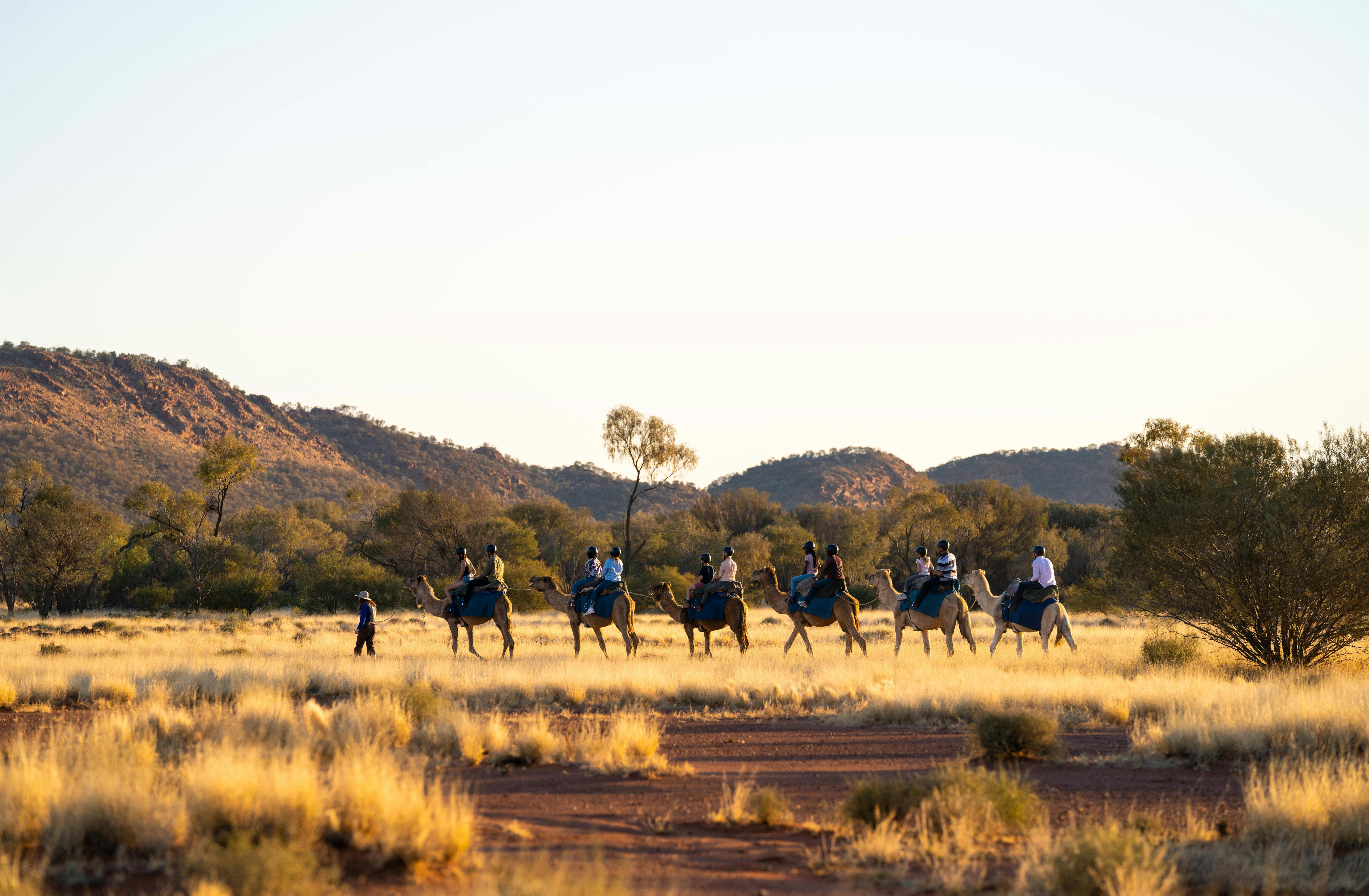 6 camels and their riders walk across the outback