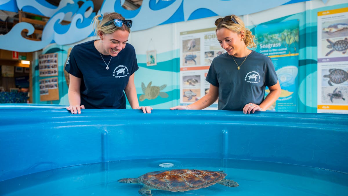 sea turtle rescue centre and rehabilitation