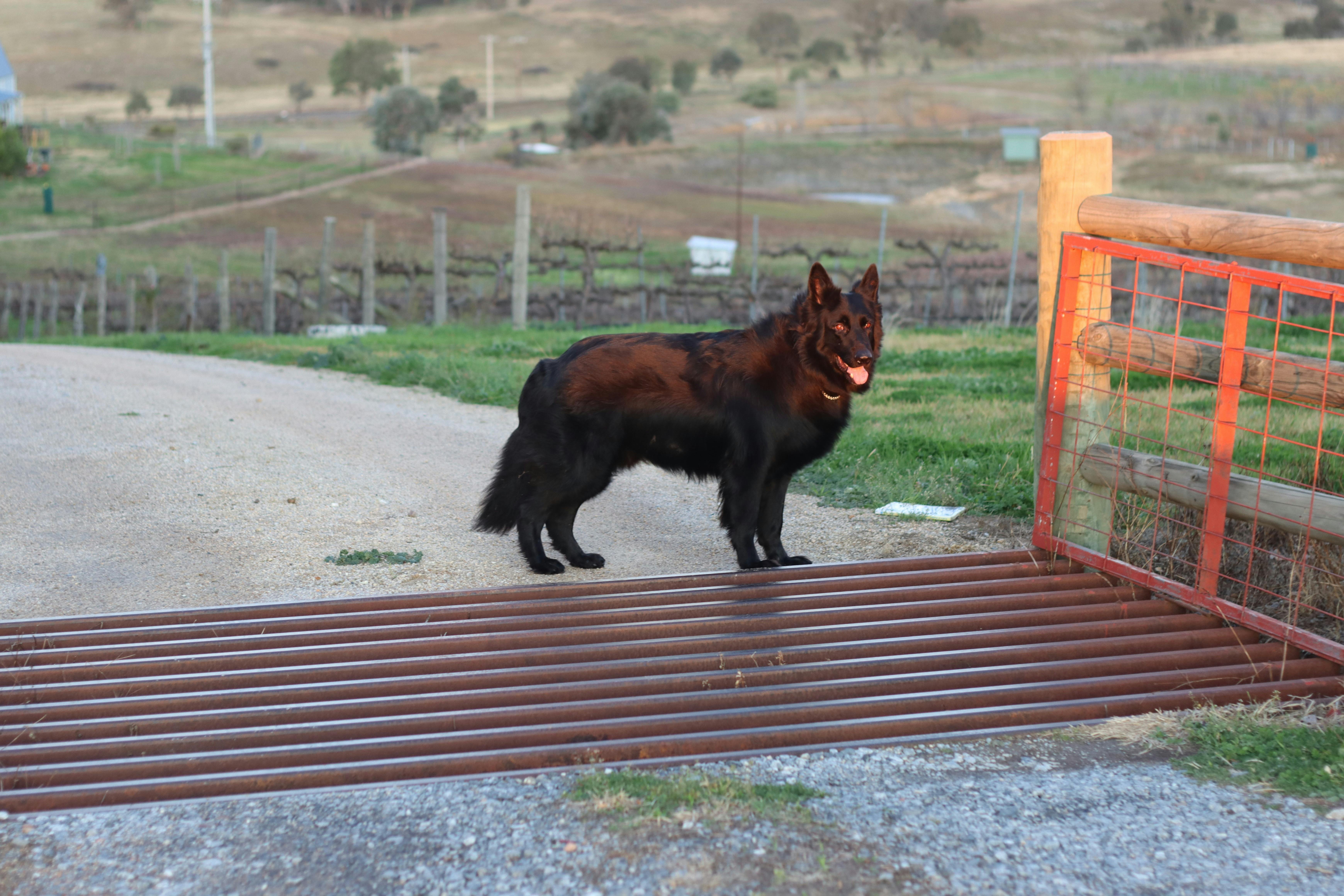Bear, one of our vineyard dogs - yours are welcome too! - we are a dog friendly venue