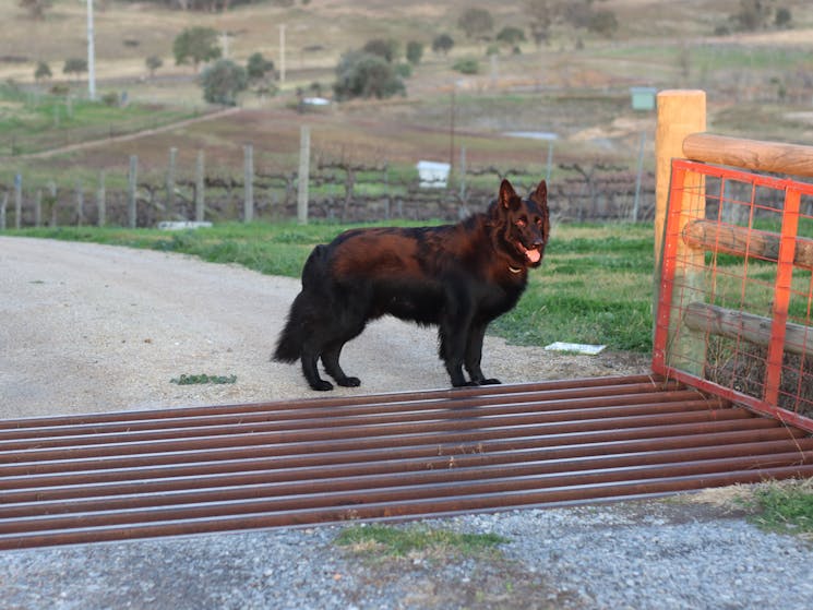 Bear, one of our vineyard dogs - yours are welcome too! - we are a dog friendly venue