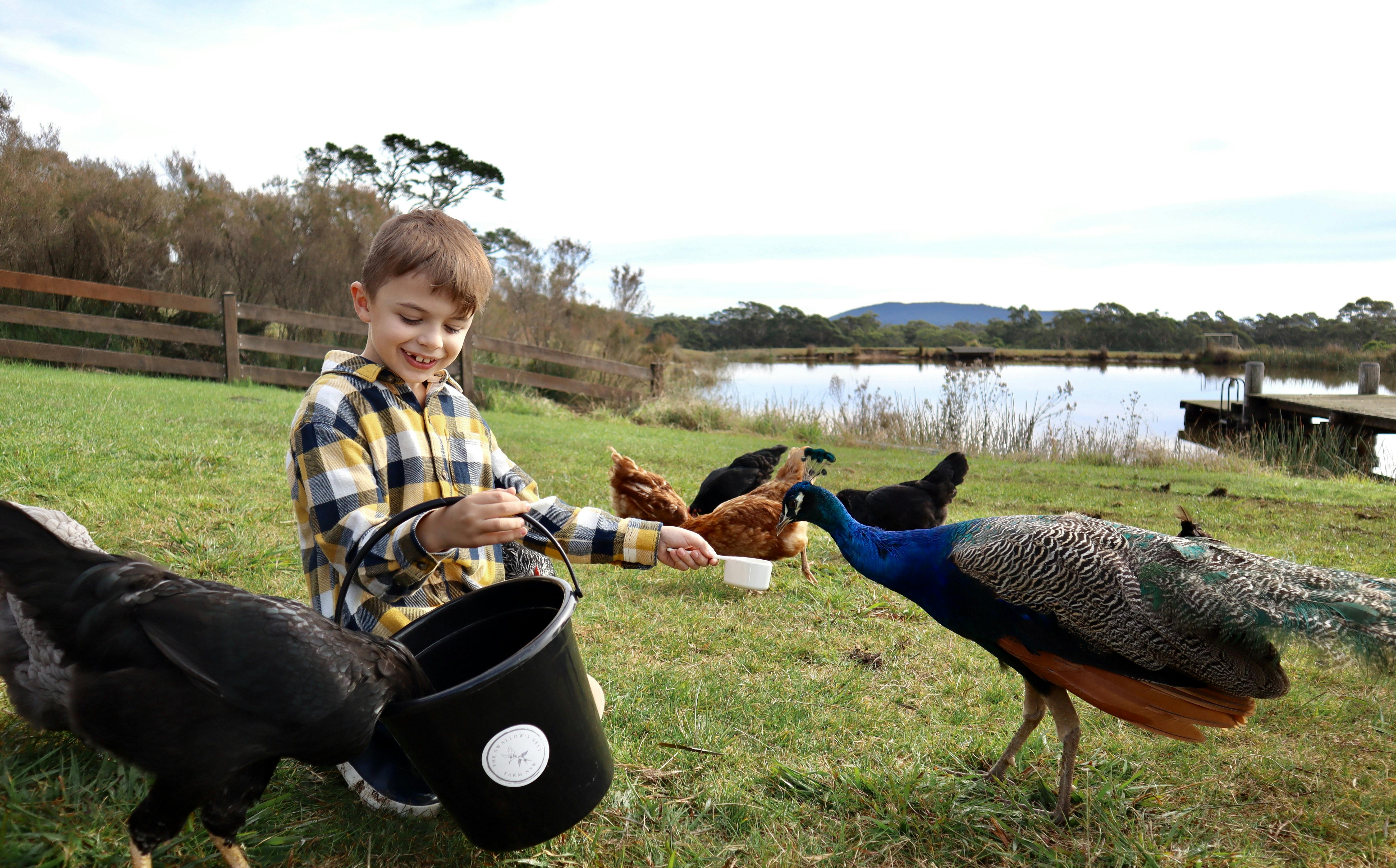 Animal Encounter with peacocks and chickens