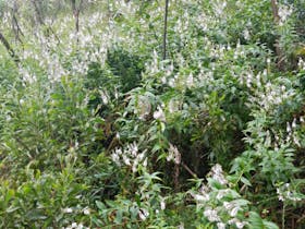 Snowgum Walking Track