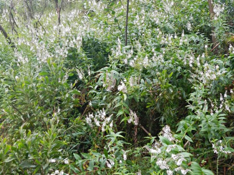 Snowgum walking track, Mount Canobolas State Conservation Area. Photo: Debby McGerty