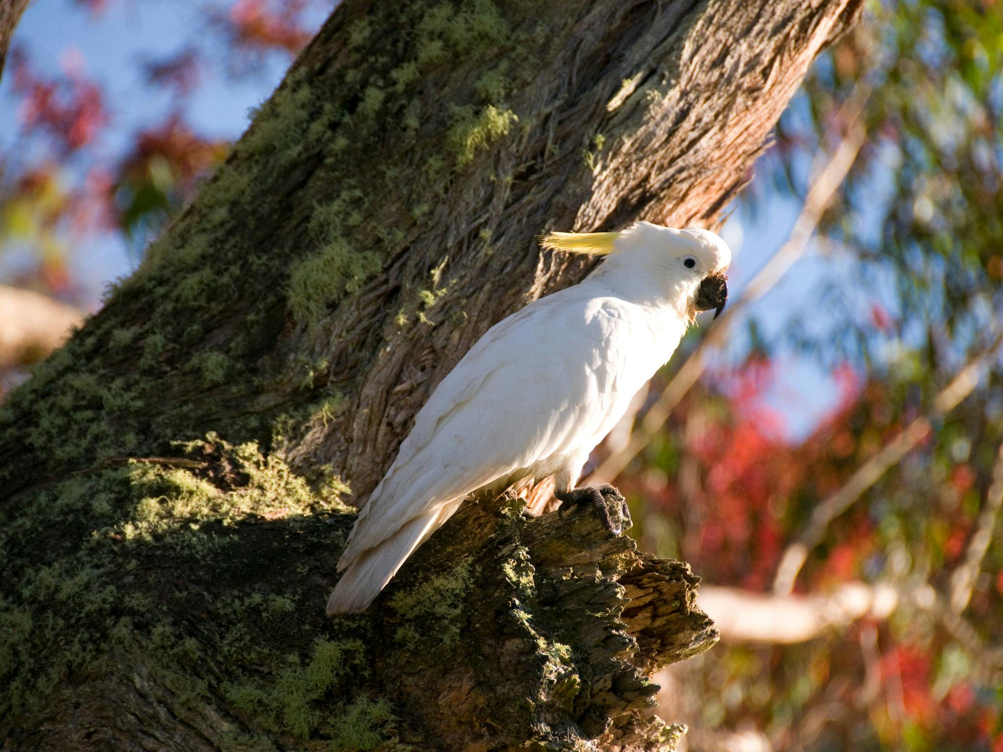 Lake Alexandra Cockatoo