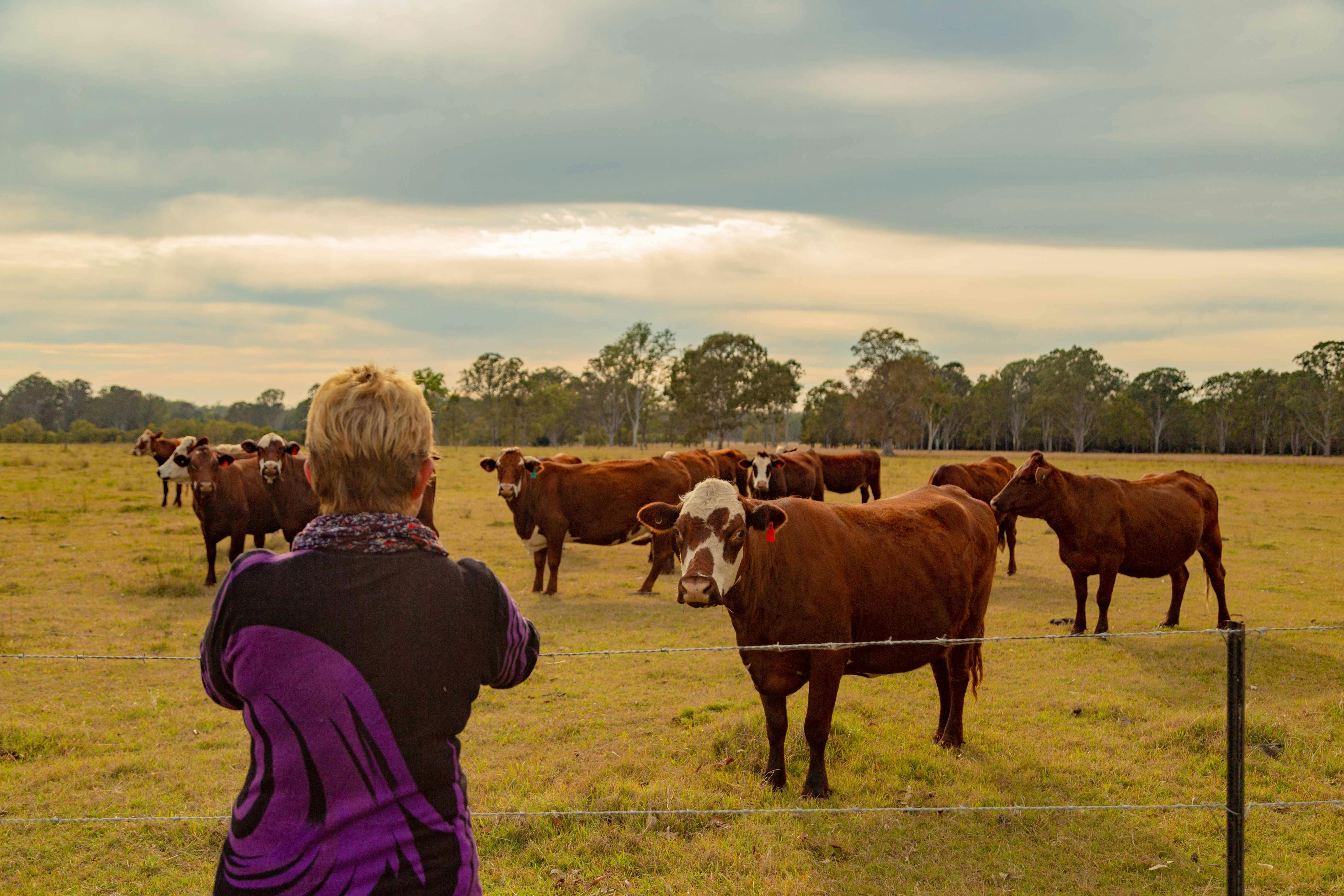 lady taking photos of cows in a paddock.