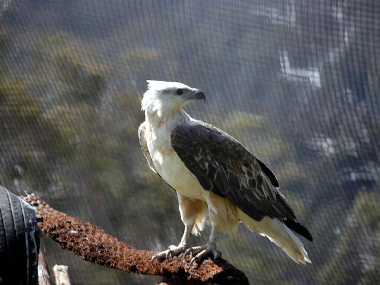 Raptor Refuge