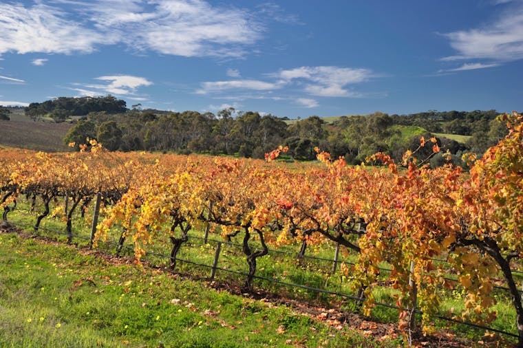 Cheese and Wine Trail McLaren Vale Private Tour