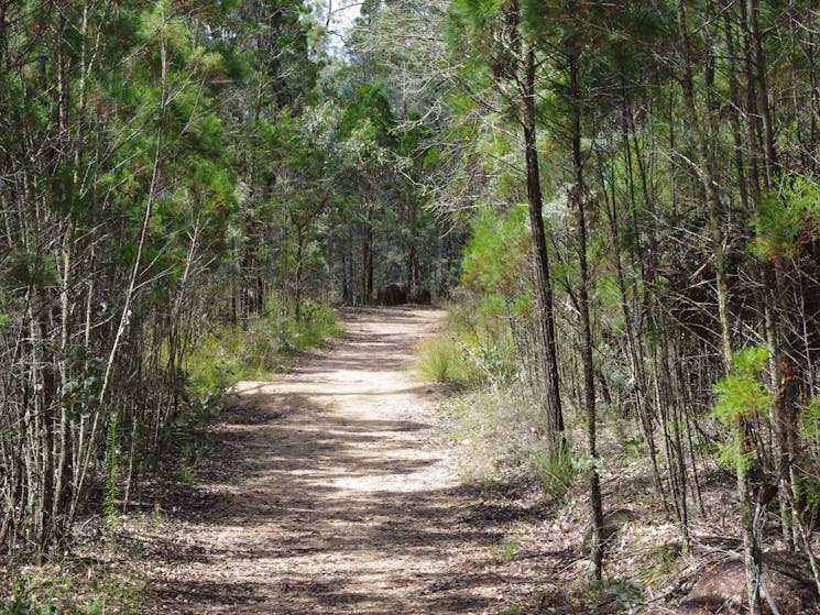 Gravel Walking Trail with trees on either side