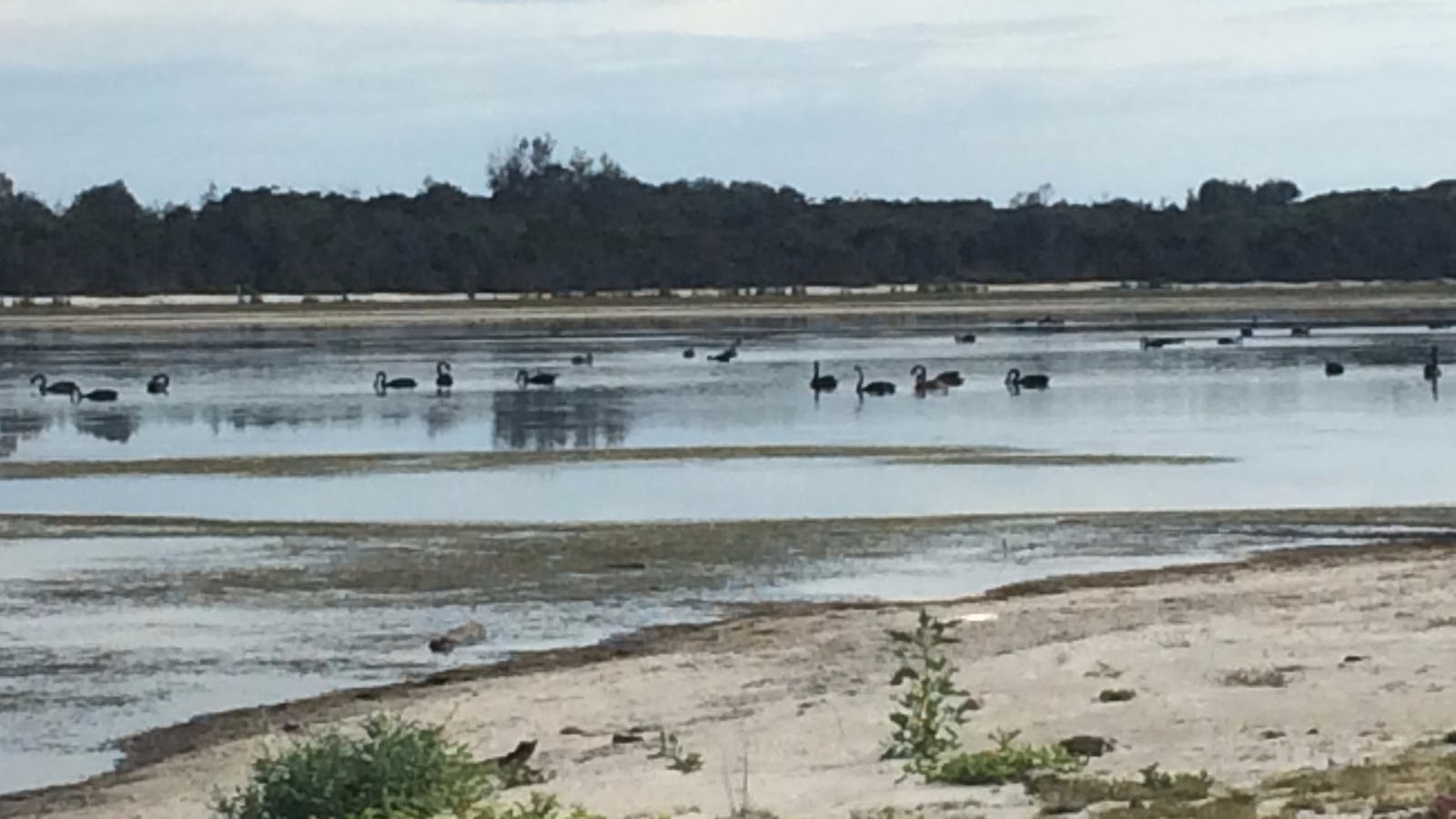 Coila Lake is home to nesting Black Swans