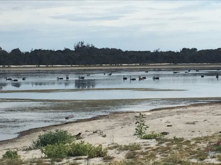 Coila Lake is home to nesting Black Swans