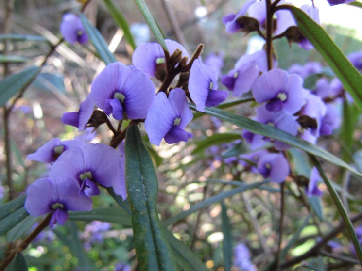 Hovea