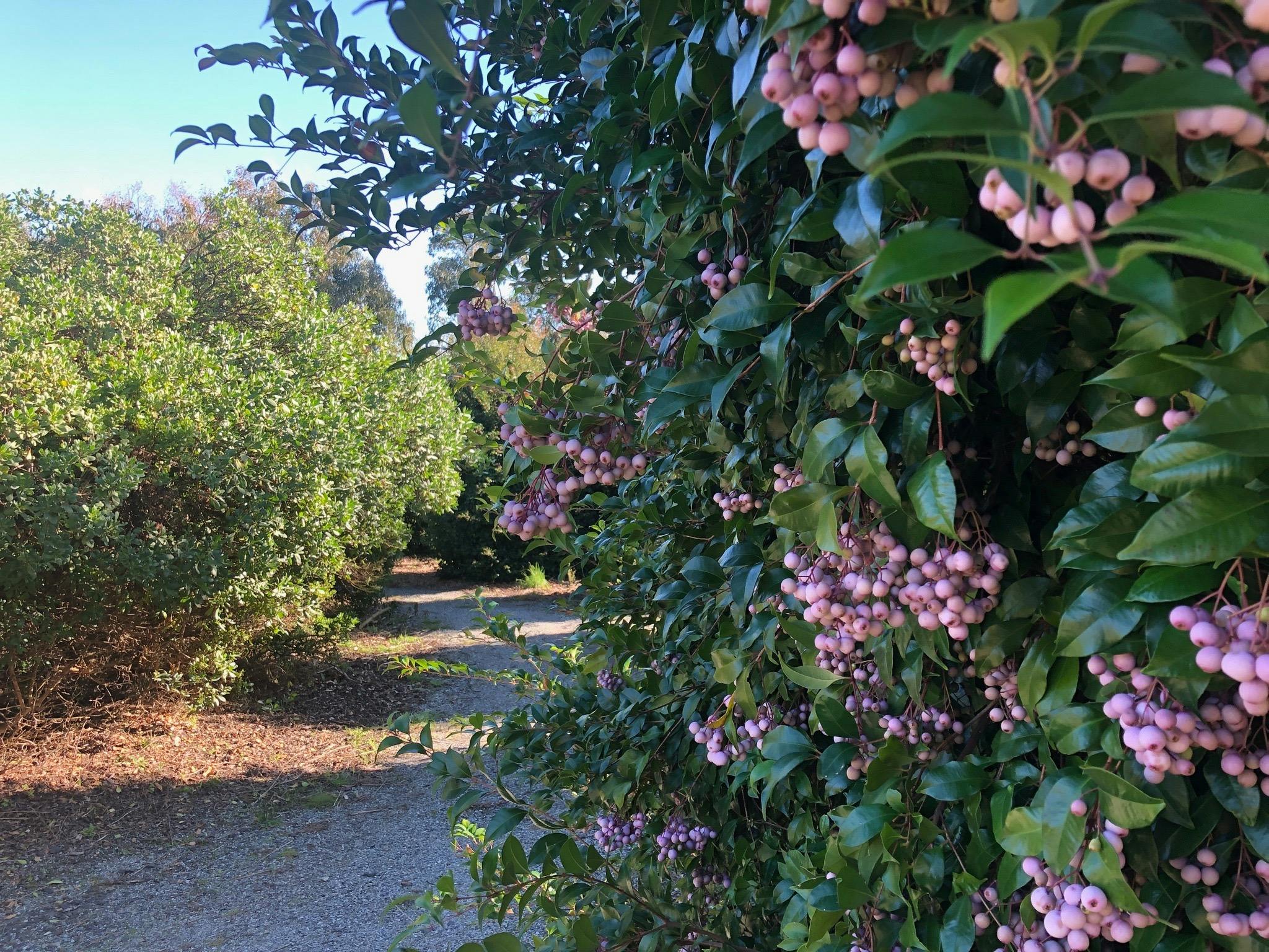 Wild Food Farm