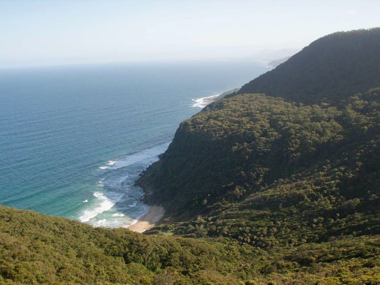 Palm Jungle loop track, Royal National Park. Photo: OEH