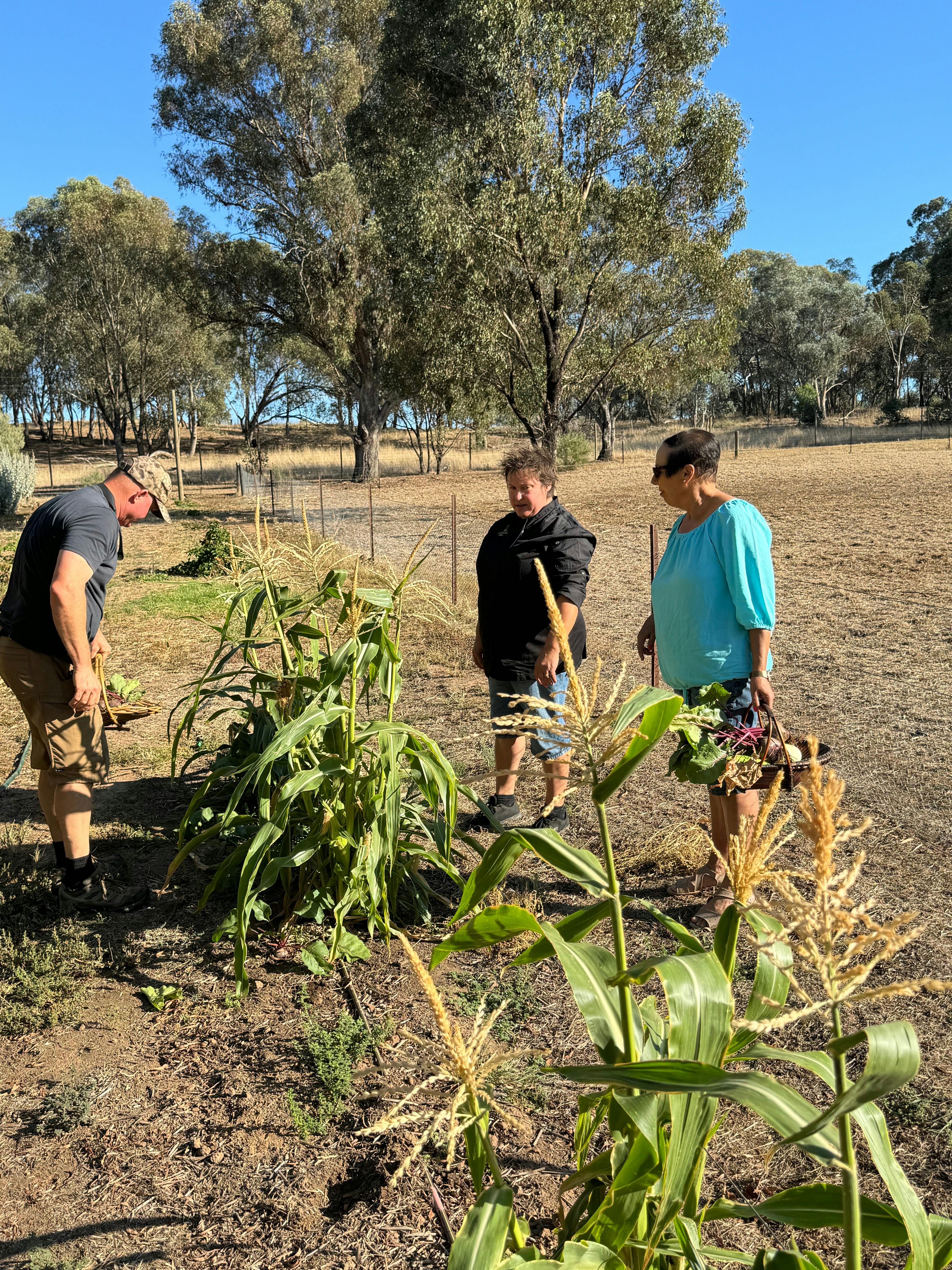 vegetable harvest