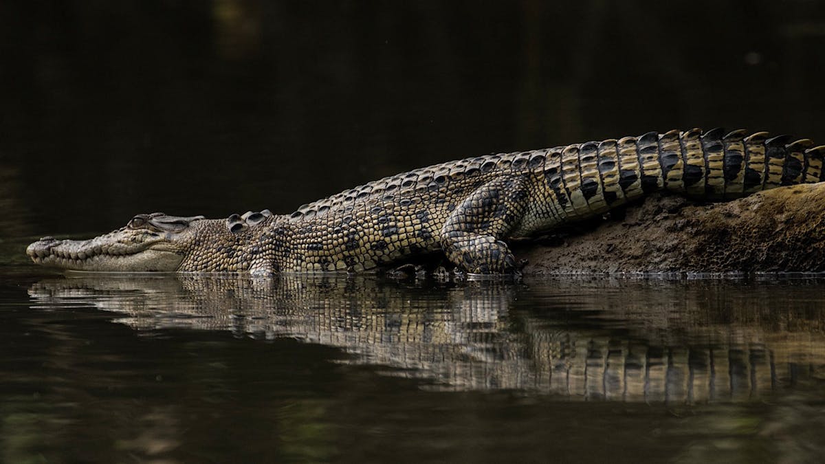 Saltie, juvenile saltwater crocodile resting on a long. About 4 years old .