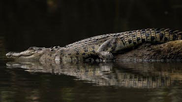 Saltie, juvenile saltwater crocodile resting on a long. About 4 years old .