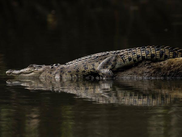 Saltie, juvenile saltwater crocodile resting on a long. About 4 years old .